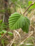 Betula pubescens