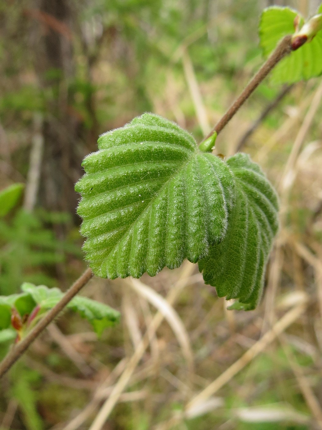 Image of Betula pubescens specimen.