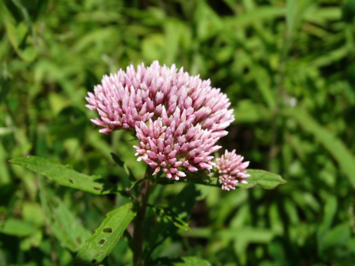 Image of Eupatorium lindleyanum specimen.