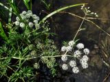 Cicuta virosa