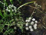 Cicuta virosa. Верхушка веточки с соцветиями и соплодием. Приморье, ЗАТО г. Фокино, о. Путятина, оз. Гусиное. 17.08.2016.