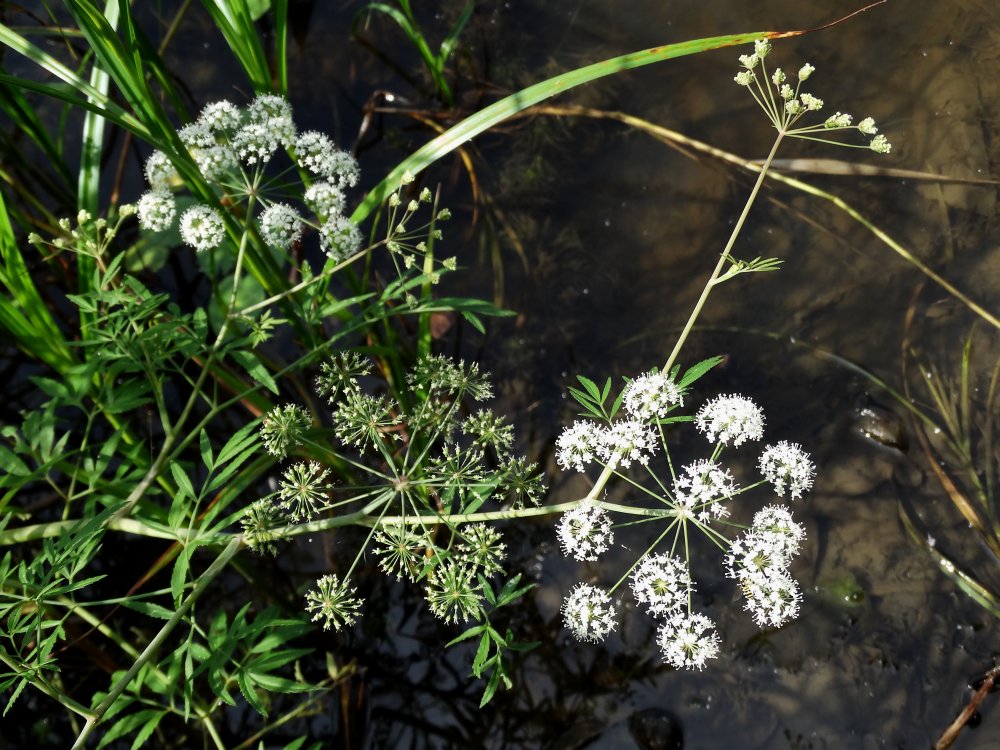 Image of Cicuta virosa specimen.