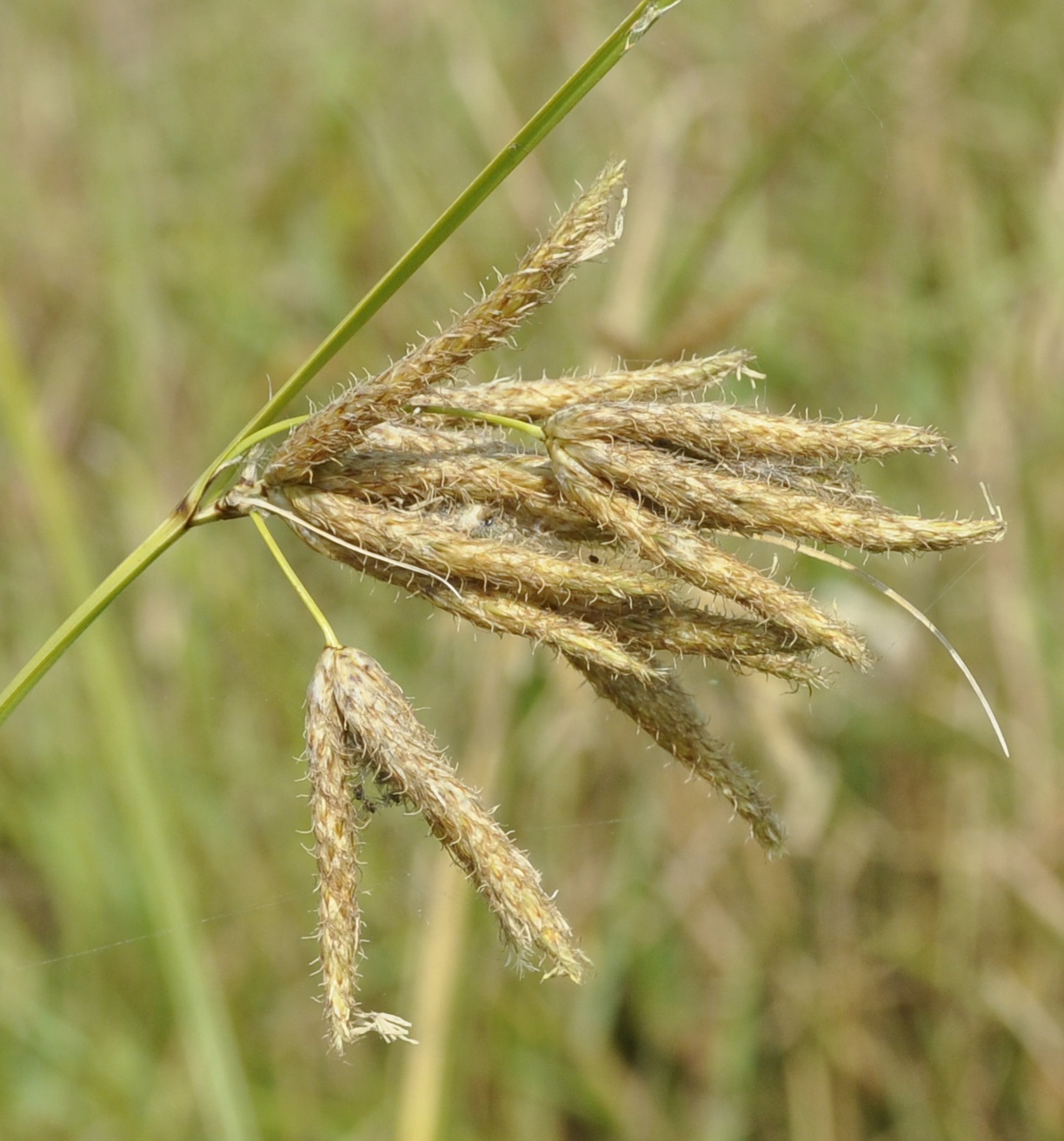 Image of Bolboschoenus glaucus specimen.