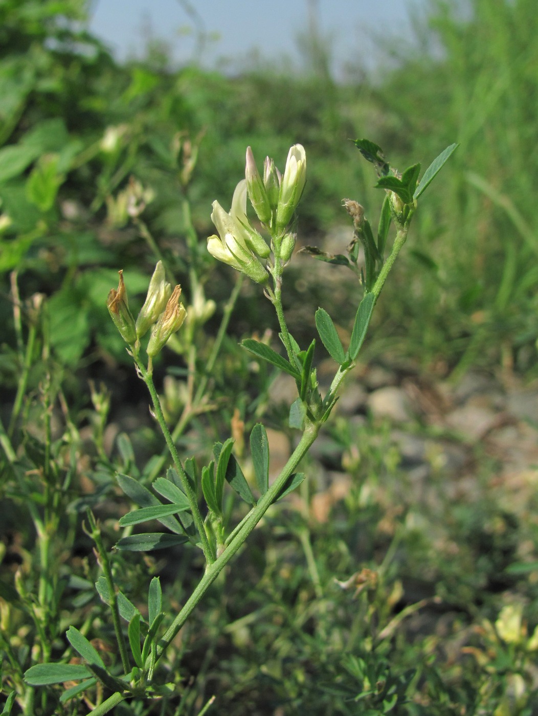 Image of Medicago &times; varia specimen.