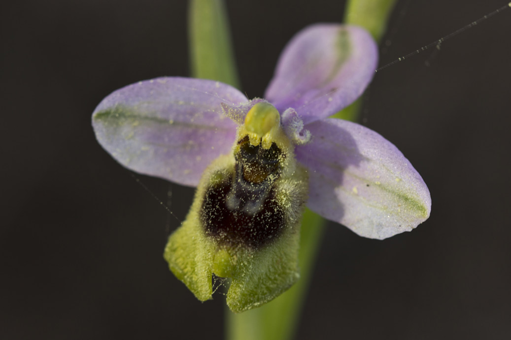 Image of Ophrys tenthredinifera specimen.