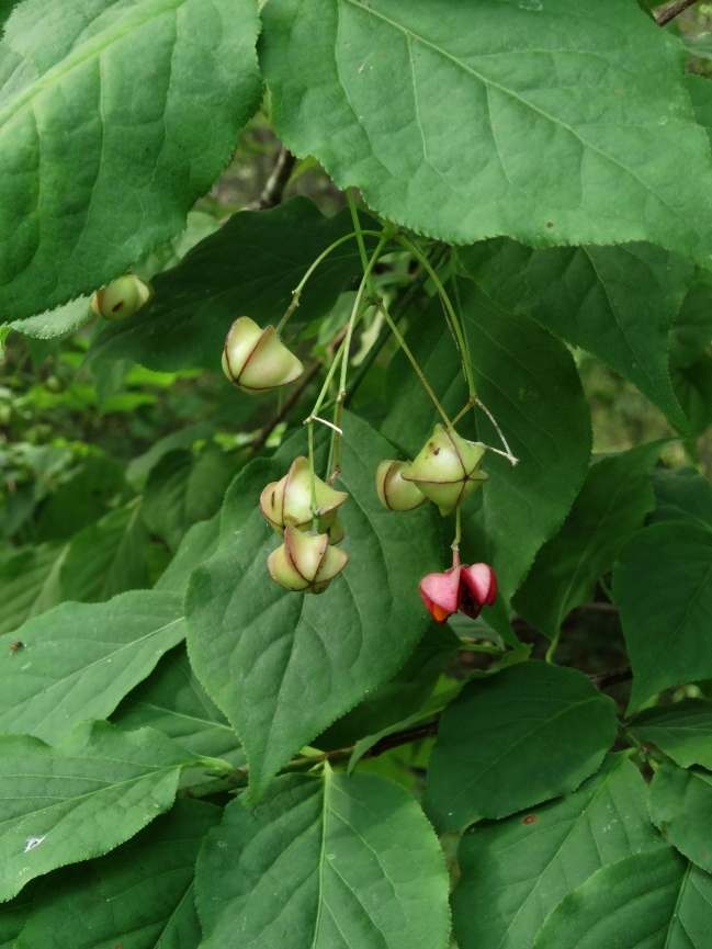 Изображение особи Euonymus maximowiczianus.