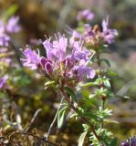 Thymus dubjanskyi. Верхушка цветущего побега. Республика Мордовия, Большеберезниковский р-н, окр. с. Вейсэ, открытый склон с выходами мергелисто-меловых пород. 5 августа 2016 г.