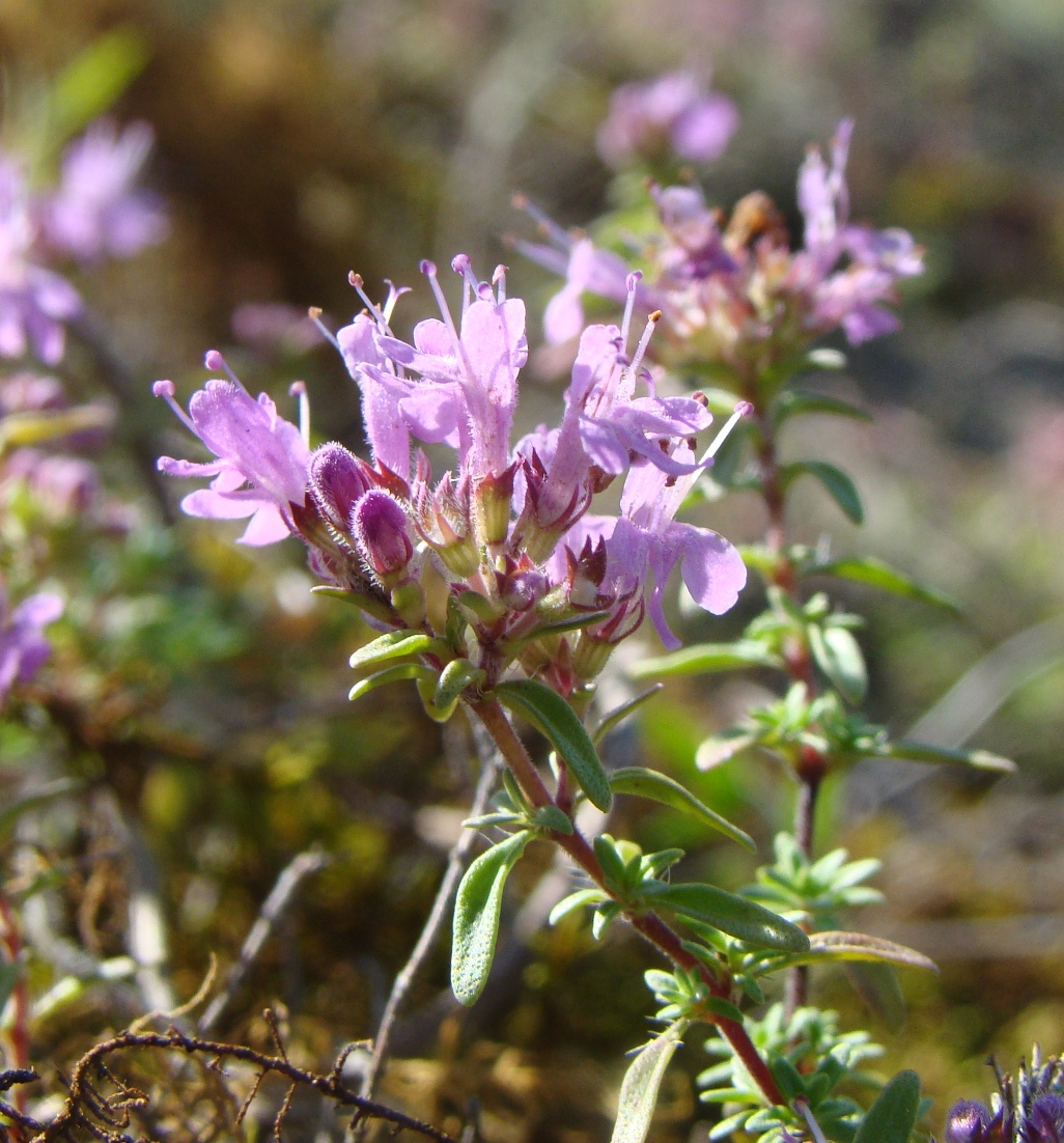 Изображение особи Thymus dubjanskyi.