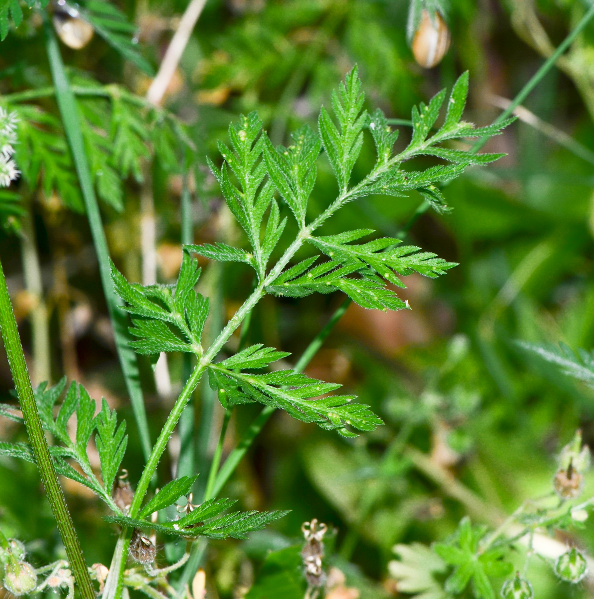 Image of Torilis nodosa specimen.