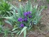 Iris aphylla. Цветущее растение. Тверская обл., г. Весьегонск, в культуре. 25 мая 2013 г.