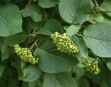 Viburnum lantana. Ветви с соплодиями с незрелыми плодами. Санкт-Петербург. 24 июля 2009 г.
