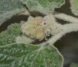 Chrozophora plicata