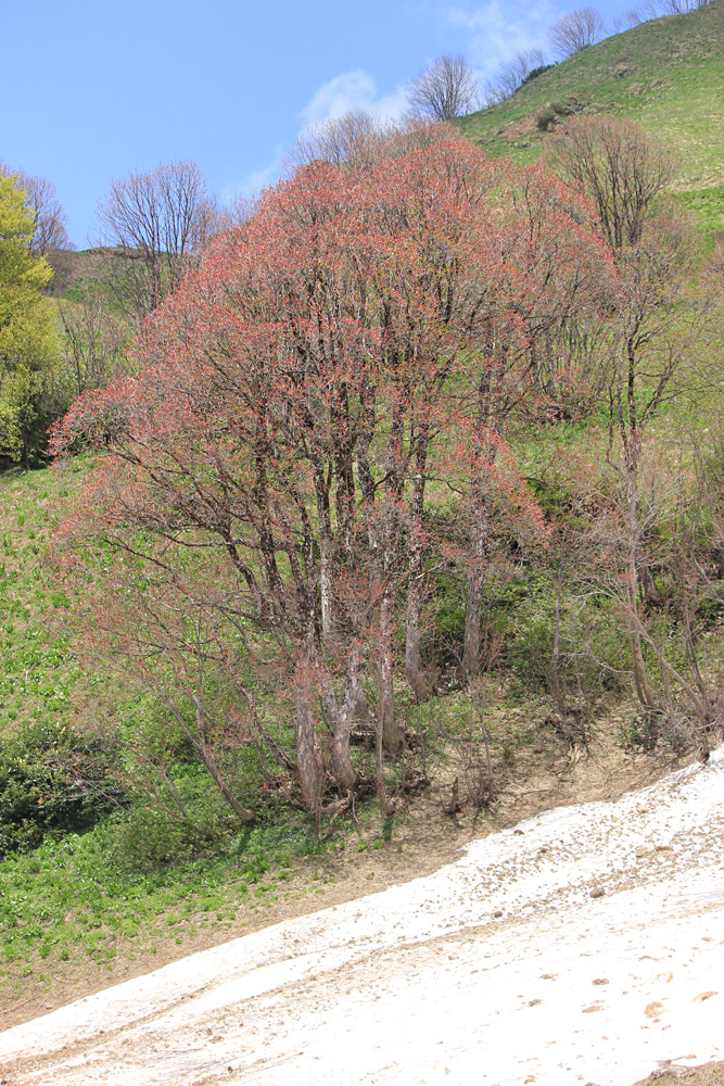Image of Acer trautvetteri specimen.