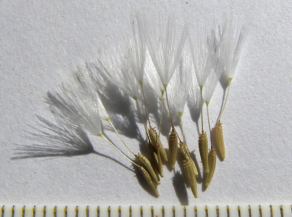 Изображение особи Chondrilla juncea.
