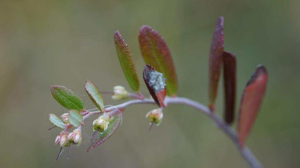 Изображение особи Chamaedaphne calyculata.