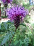 Serratula coronata