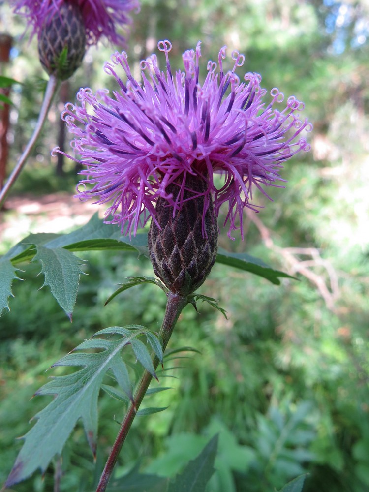 Image of Serratula coronata specimen.