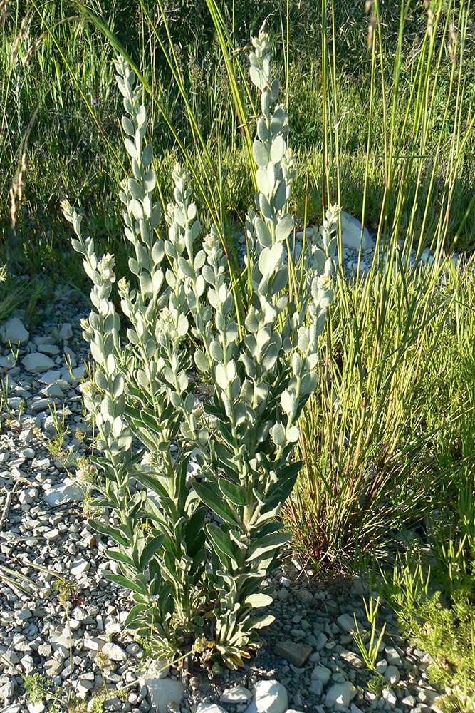 Image of Fibigia eriocarpa specimen.