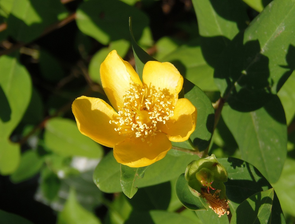 Image of genus Hypericum specimen.