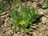 Ceratocephala platyceras. Цветущее растение. Крым, Балаклава, приморские склоны. 26 марта 2010 г.