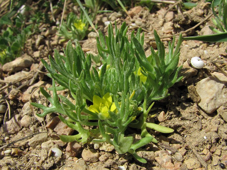 Изображение особи Ceratocephala platyceras.