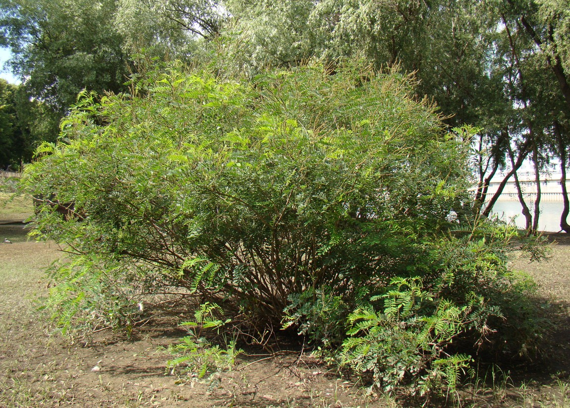 Изображение особи Amorpha fruticosa.