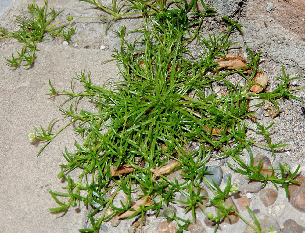 Image of Sagina procumbens specimen.