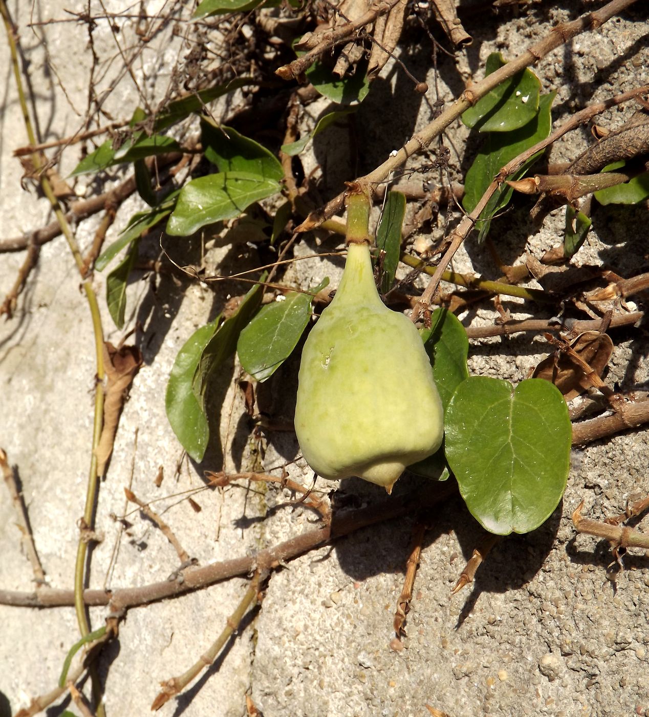 Изображение особи Ficus pumila.