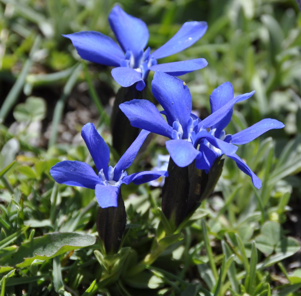 Изображение особи Gentiana verna ssp. balcanica.