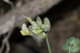 genus Astragalus