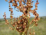 Rumex thyrsiflorus. Фрагмент соцветия. Республика Мордовия, Большеберезниковский р-н, окр. с. Вейсэ, грунтовая дорога по верху открытого склона с выходами мергелисто-меловых пород. 5 августа 2016 г.