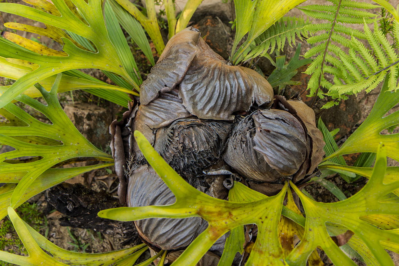 Image of genus Platycerium specimen.