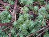 Sedum hispanicum