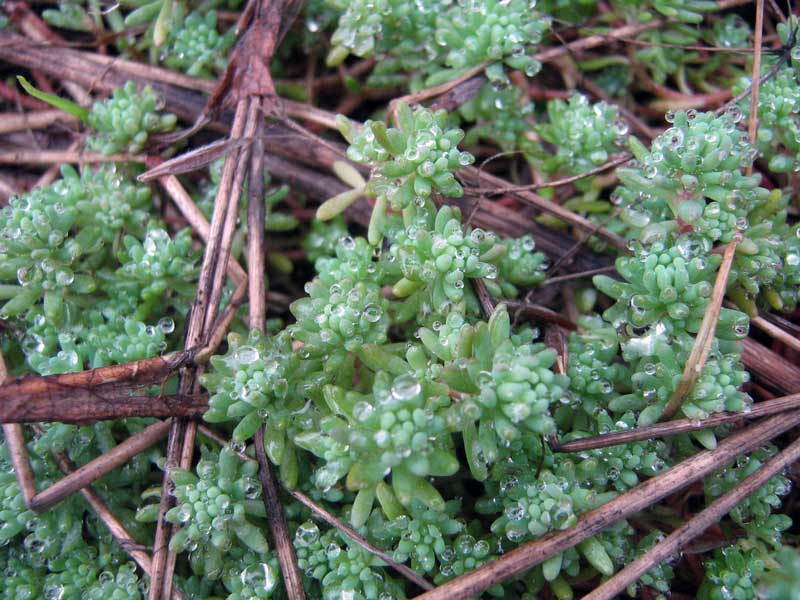 Image of Sedum hispanicum specimen.