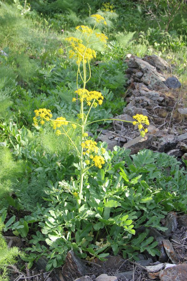 Image of Ferula kokanica specimen.