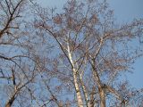 Populus suaveolens. Кроны деревьев с мужскими соцветиями. Магаданская обл., окр. г. Магадан, пос. Снежная Долина, бассейн р. Дукча, пойменный лес. 27.05.2012.