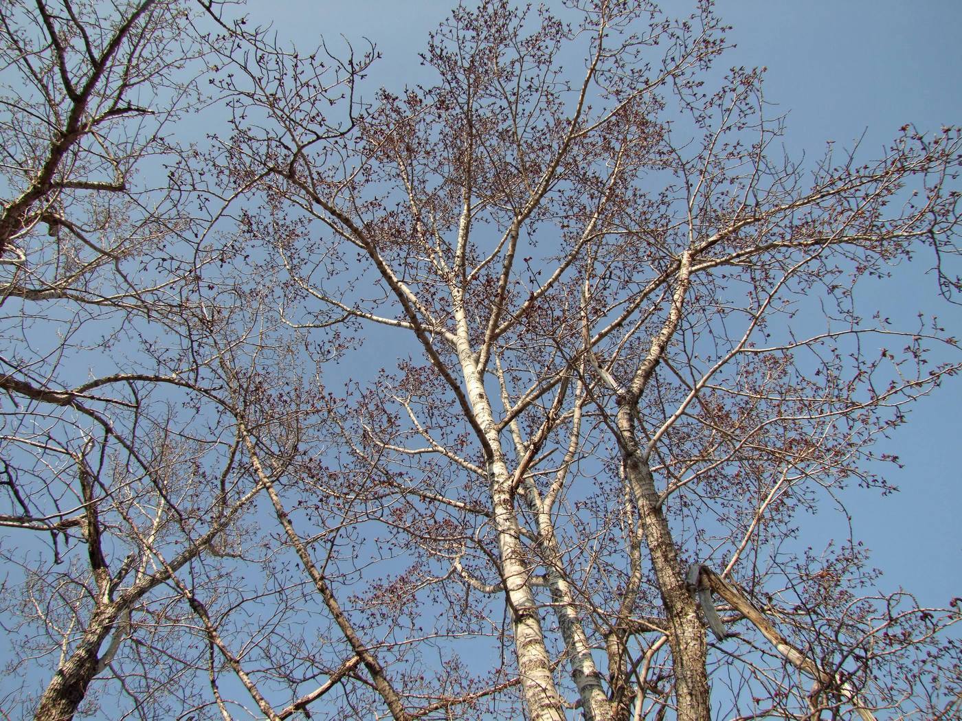 Image of Populus suaveolens specimen.