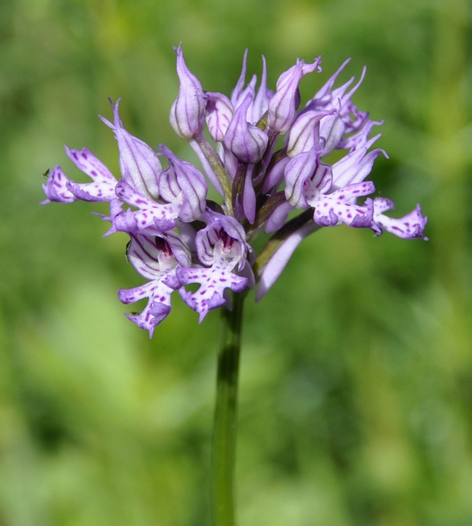 Image of Neotinea tridentata specimen.