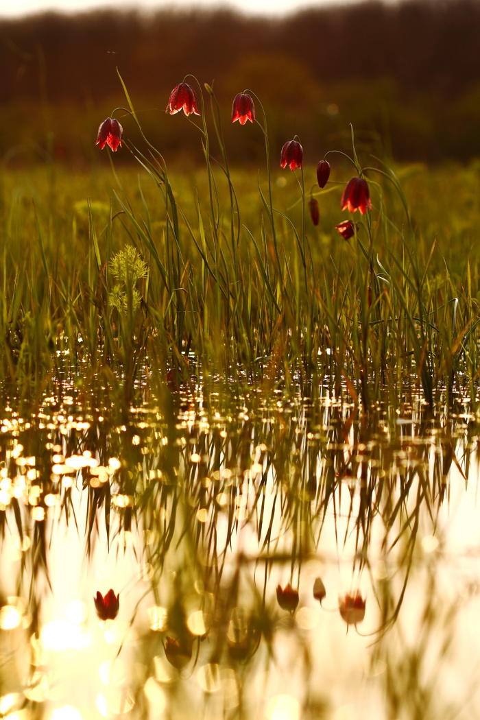 Image of Fritillaria meleagroides specimen.