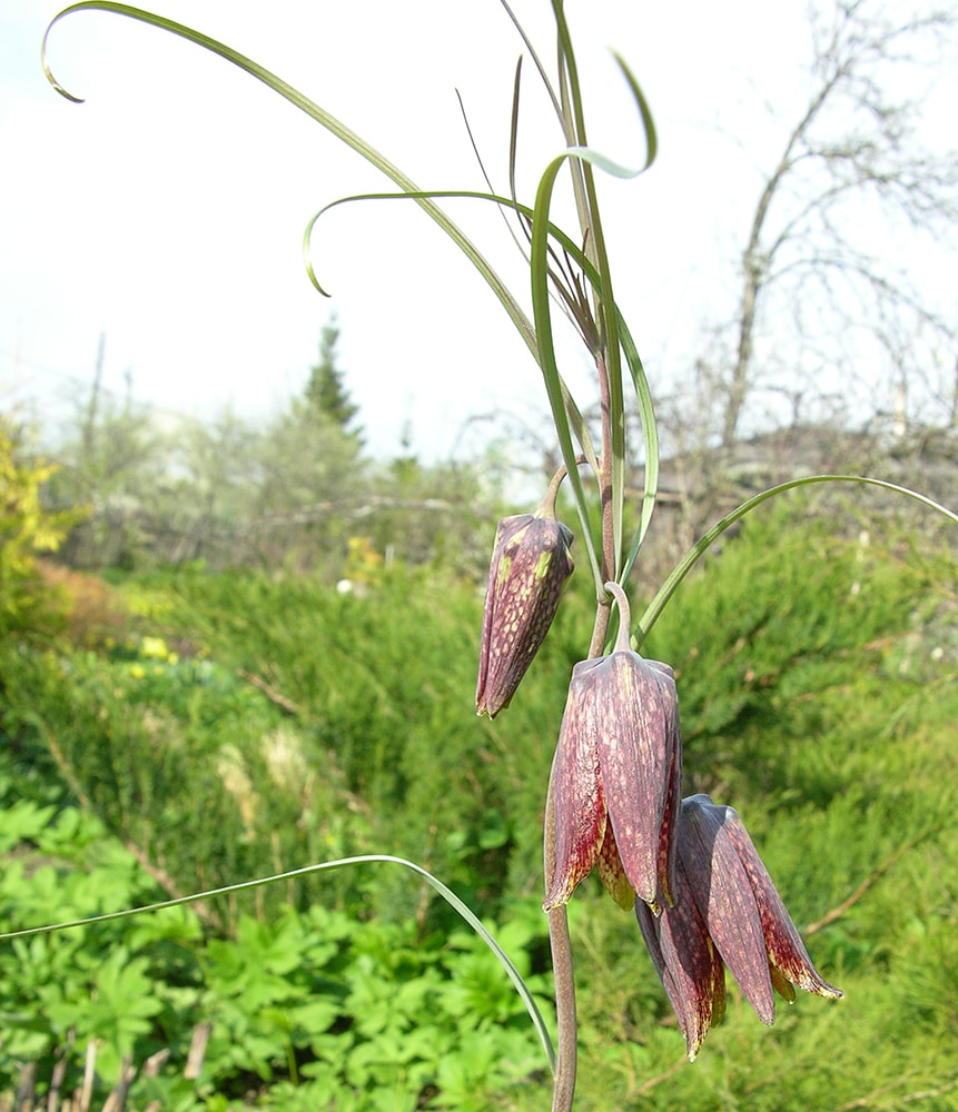 Изображение особи Fritillaria ussuriensis.