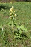 Corydalis bracteata. Цветущее растение. Петербург, ботанический сад БИН РАН, на газоне. 22.05.2017.