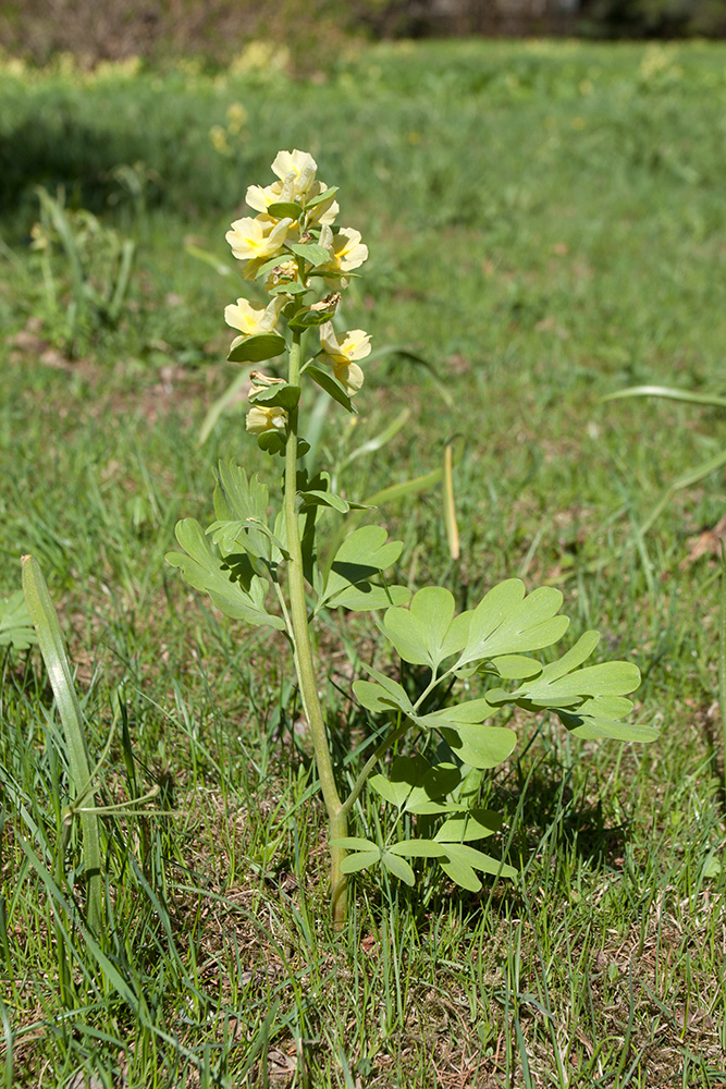 Image of Corydalis bracteata specimen.