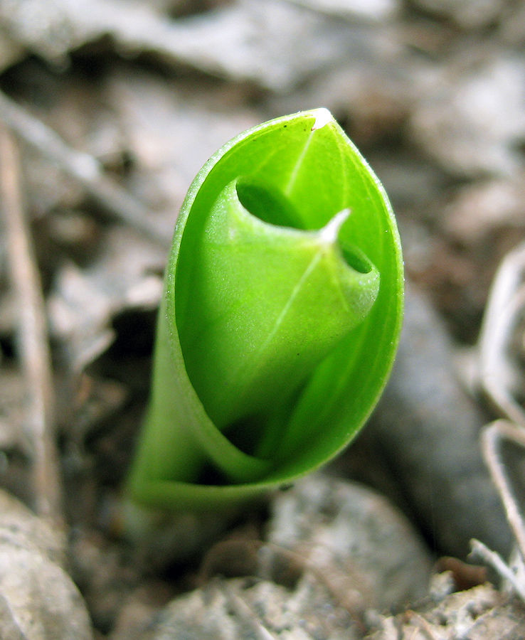 Image of Listera ovata specimen.