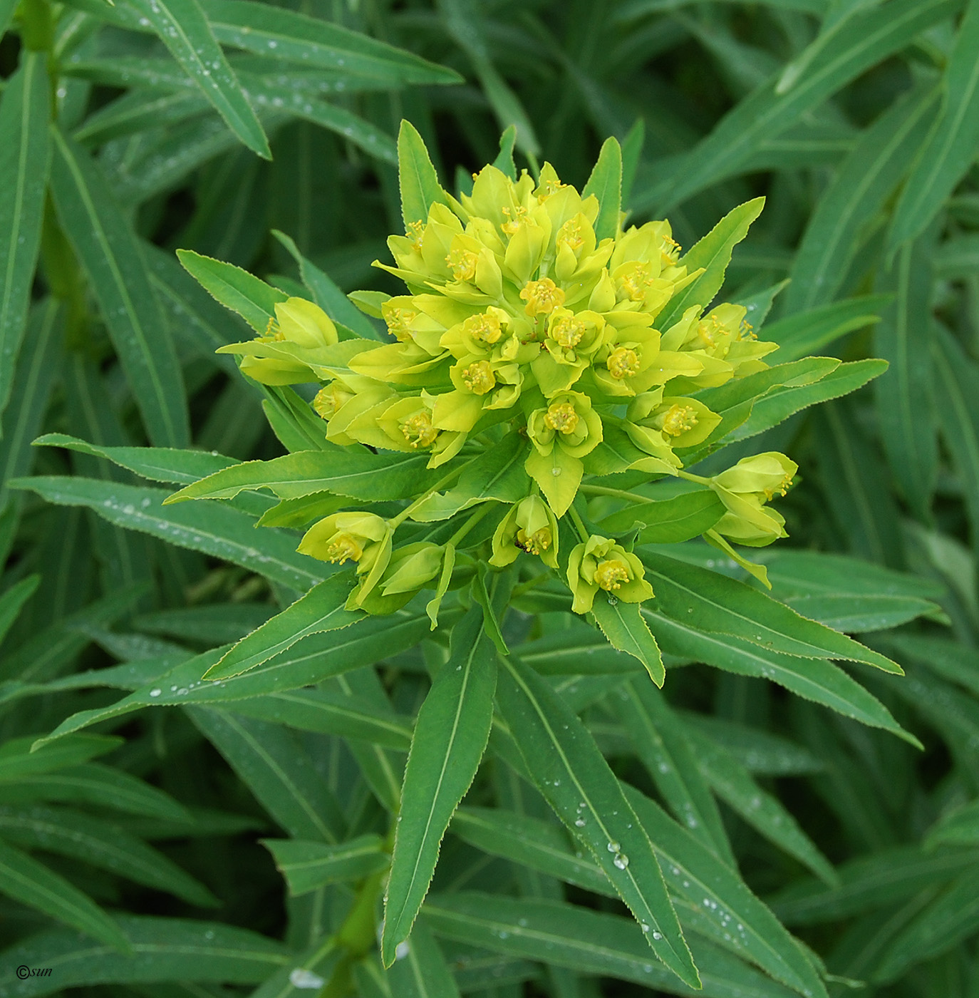 Изображение особи Euphorbia semivillosa.