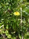 Taraxacum kamtschaticum