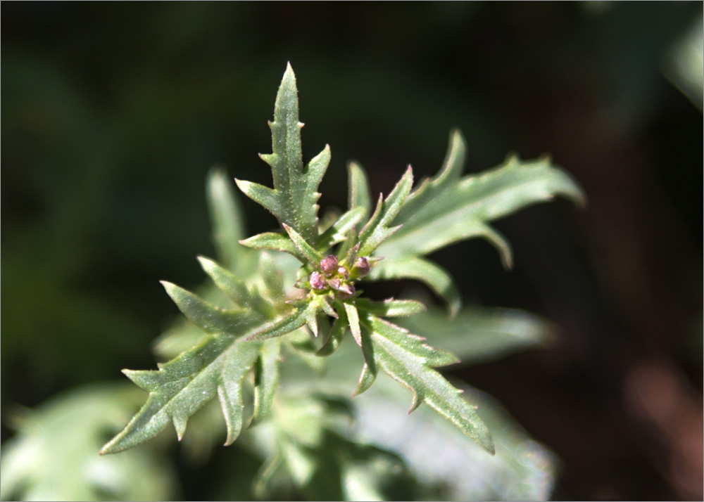 Изображение особи Scrophularia variegata.