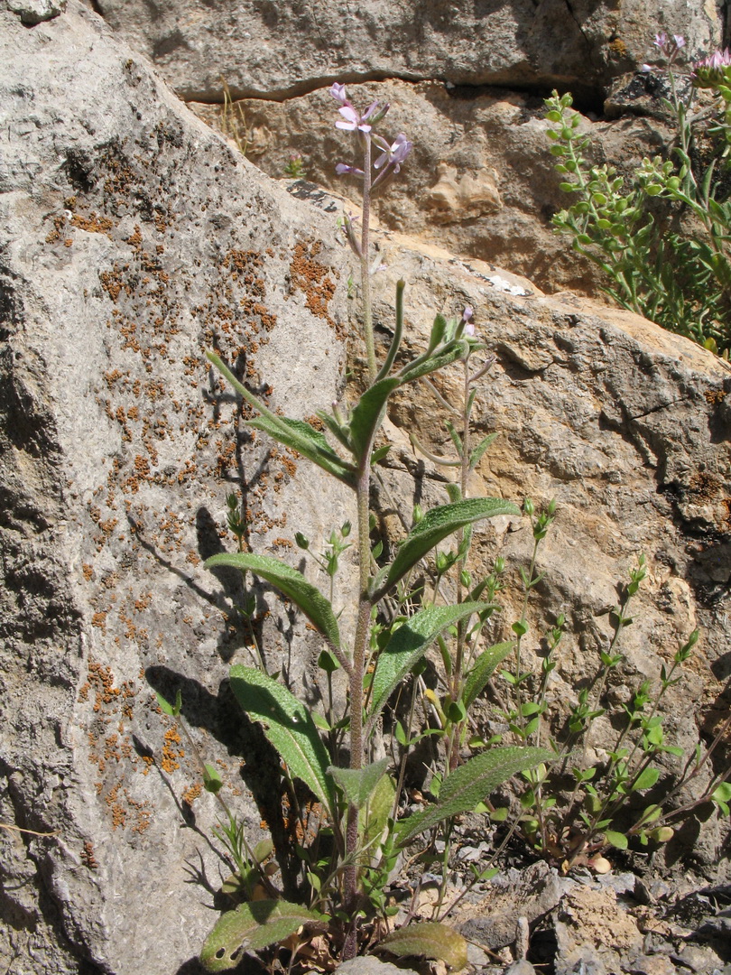 Изображение особи Strigosella trichocarpa.