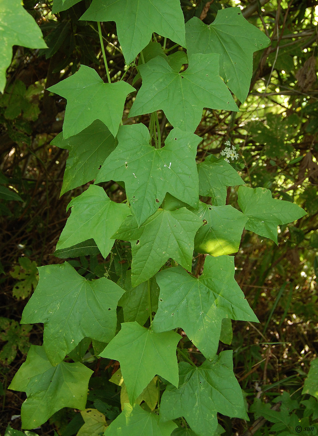 Изображение особи Echinocystis lobata.