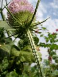 Dipsacus fullonum
