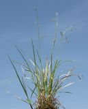 Carex capillaris. Растение с молодыми плодами. Псковская обл., Печорский р-н, окр. Изборска, Изборско-Мальская долина, ключевое болото. 08.06.2008.